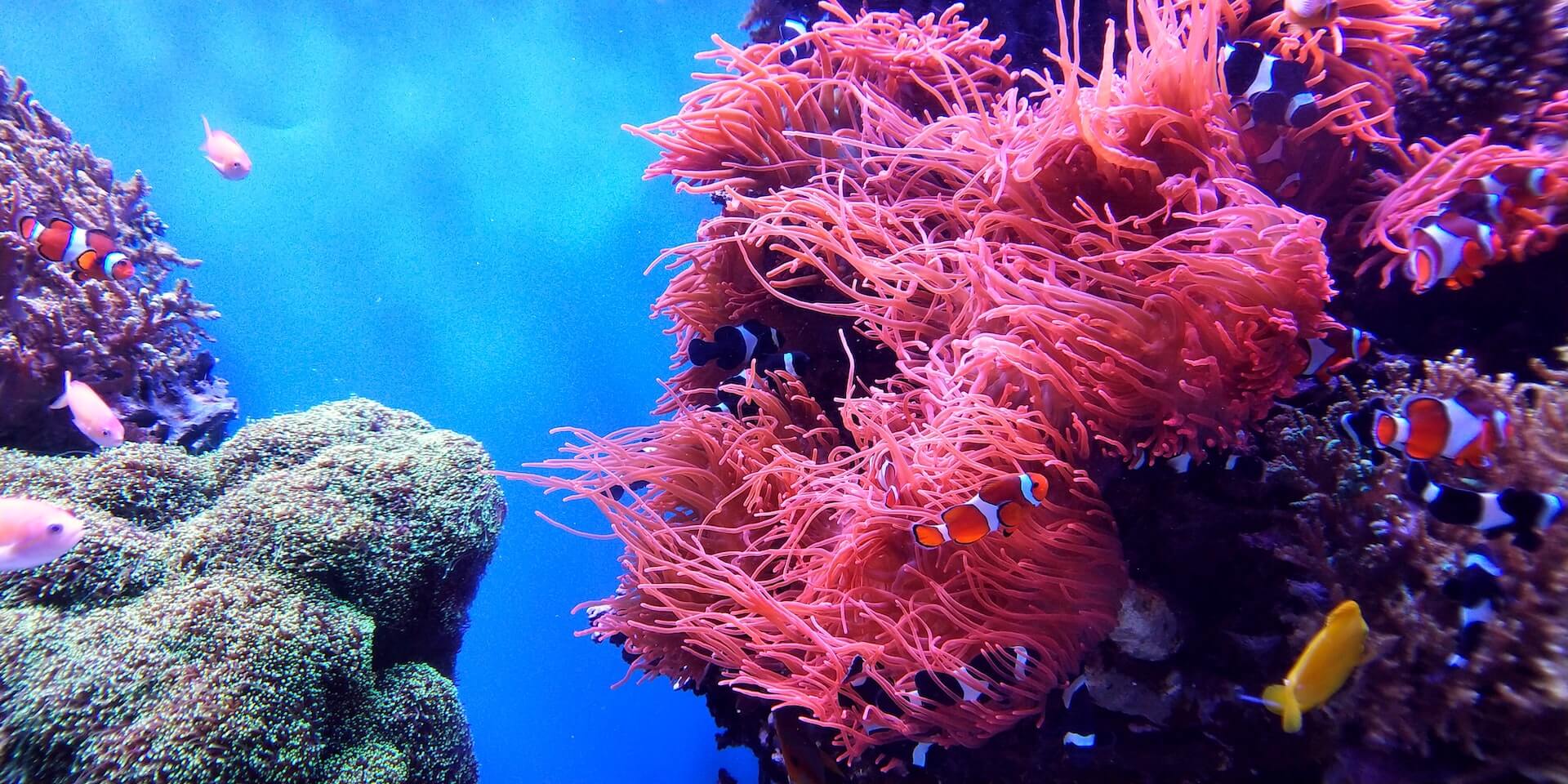 coral